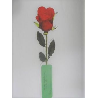 pacote com 100 unidades Rosa de Saron GF 004